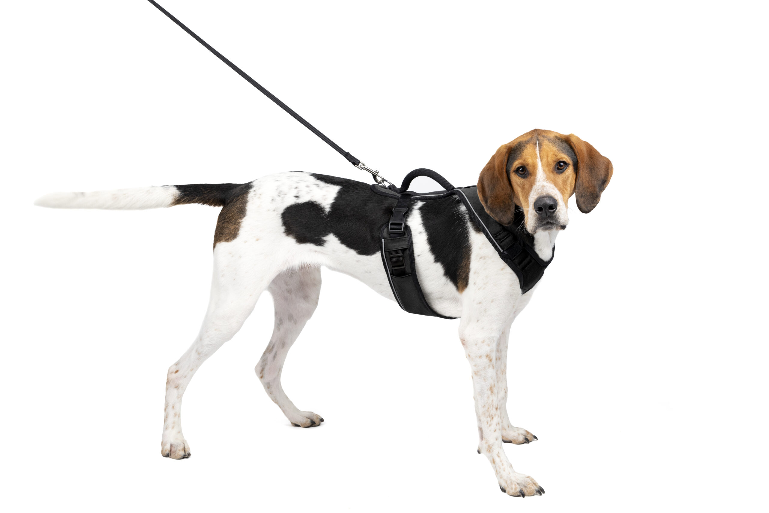 Easy_Sport_Harness_L_BLK_PD_In_Use_George_01